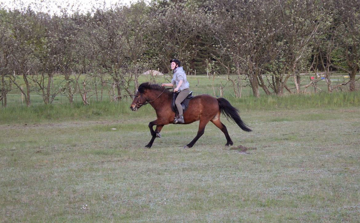 HNIE 13/14  billede 5