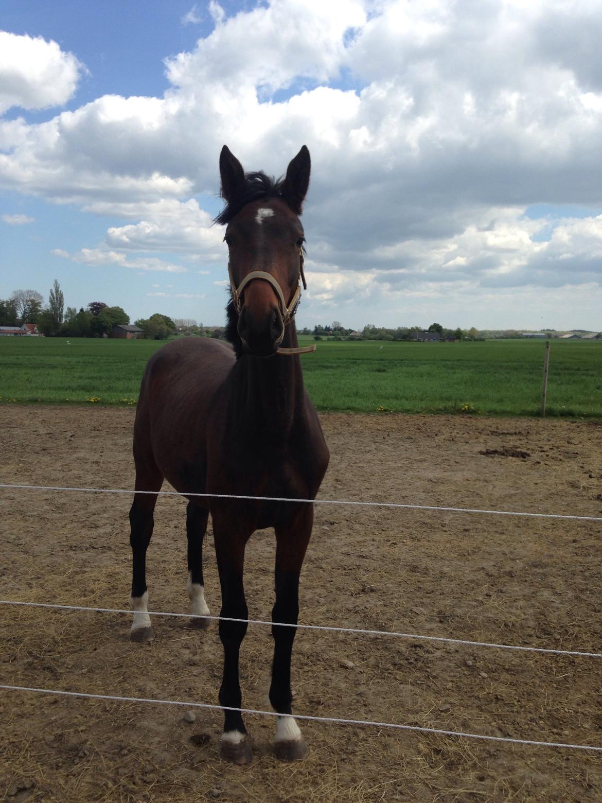 Projekt grim ælling til smuk svane  billede 4