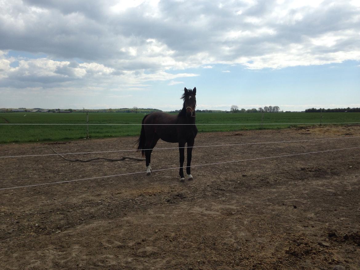 Projekt grim ælling til smuk svane  billede 3