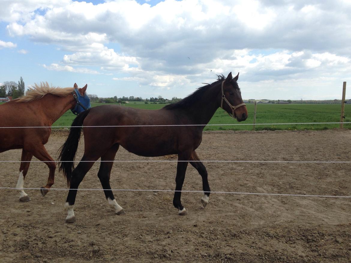 Projekt grim ælling til smuk svane  billede 2