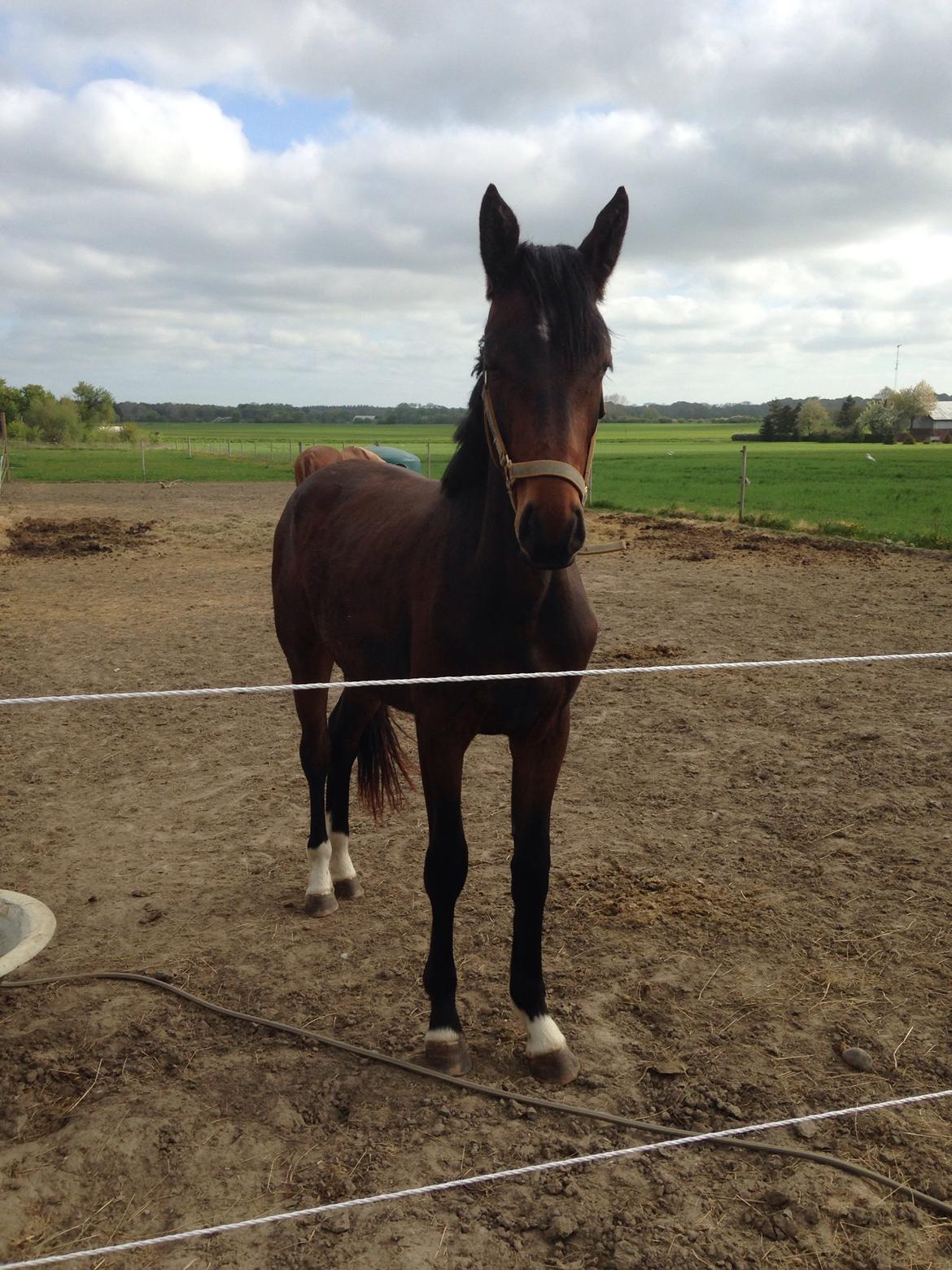 Projekt grim ælling til smuk svane  billede 1