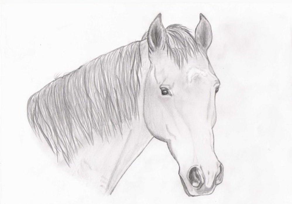 Hygge tegninger af heste:-) billede 4