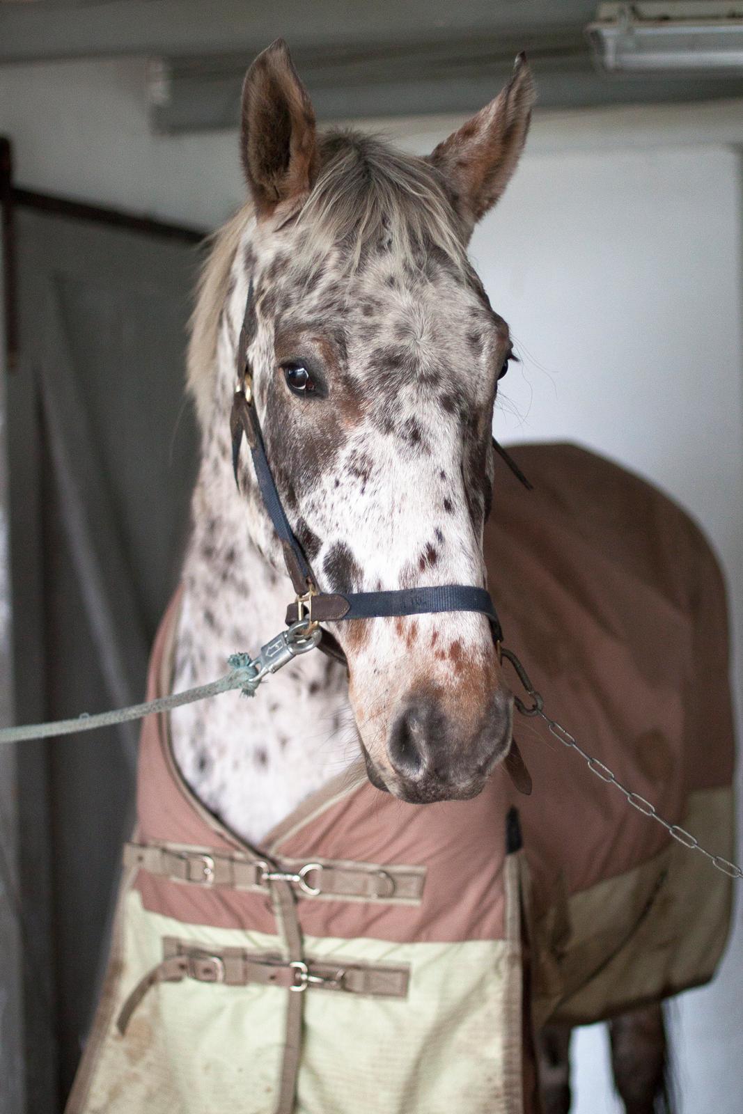 Alfred af Nyskoven billede 3