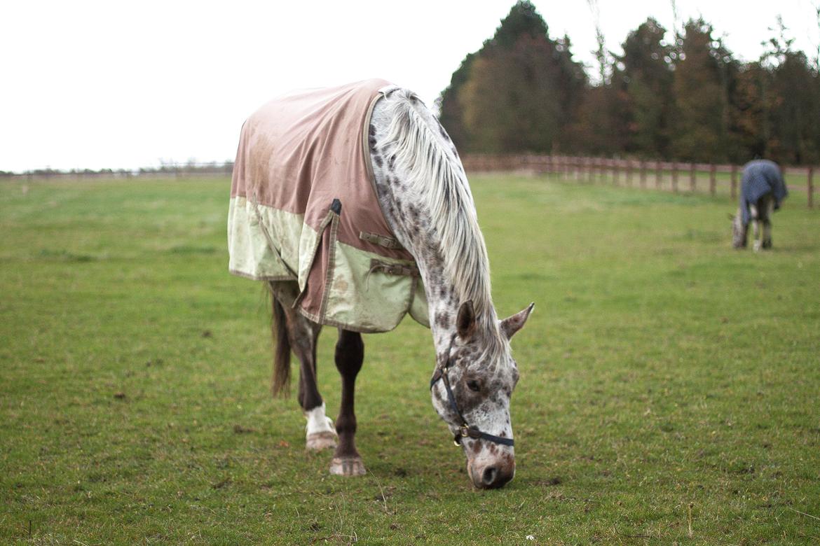 Alfred af Nyskoven billede 4