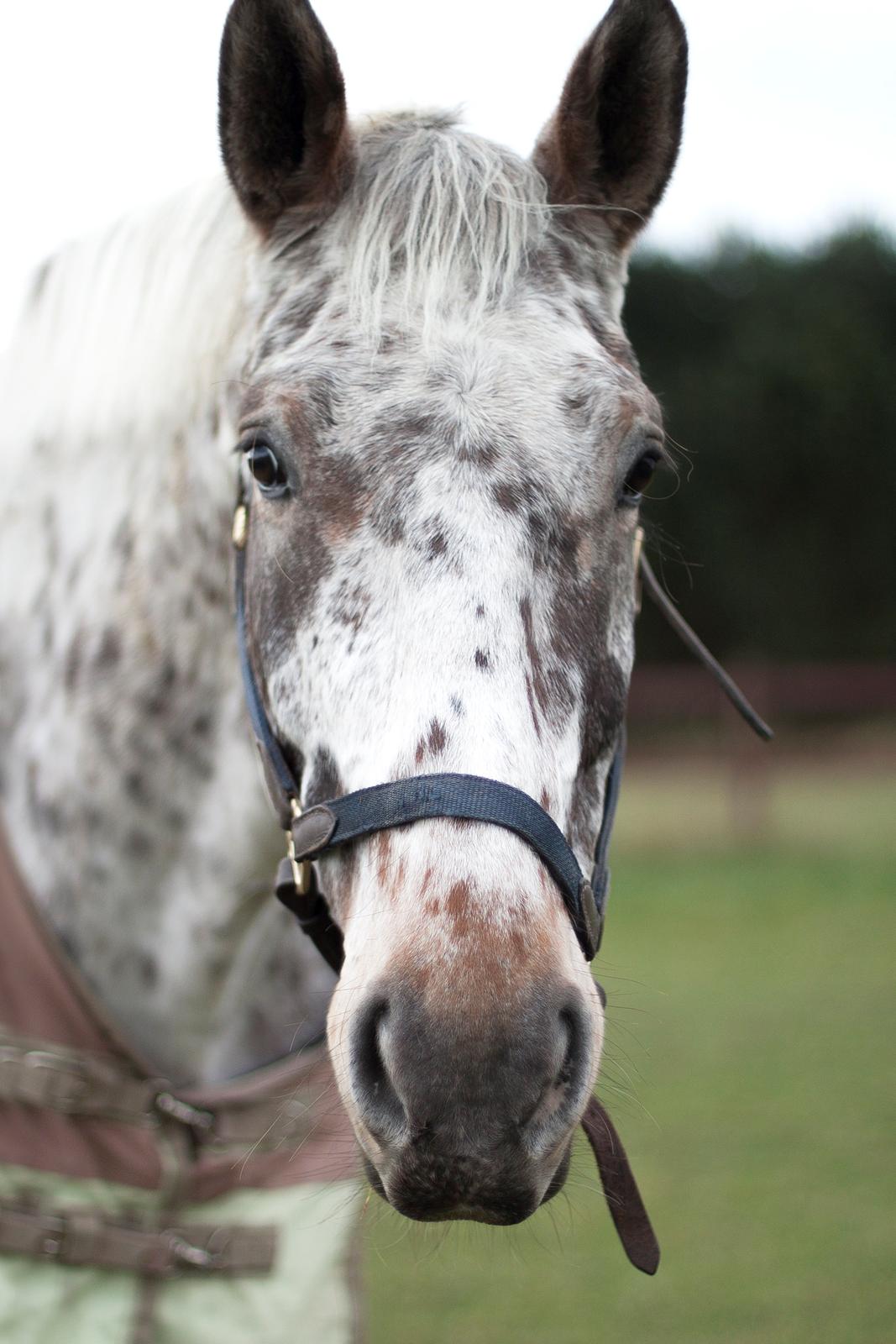 Alfred af Nyskoven billede 5