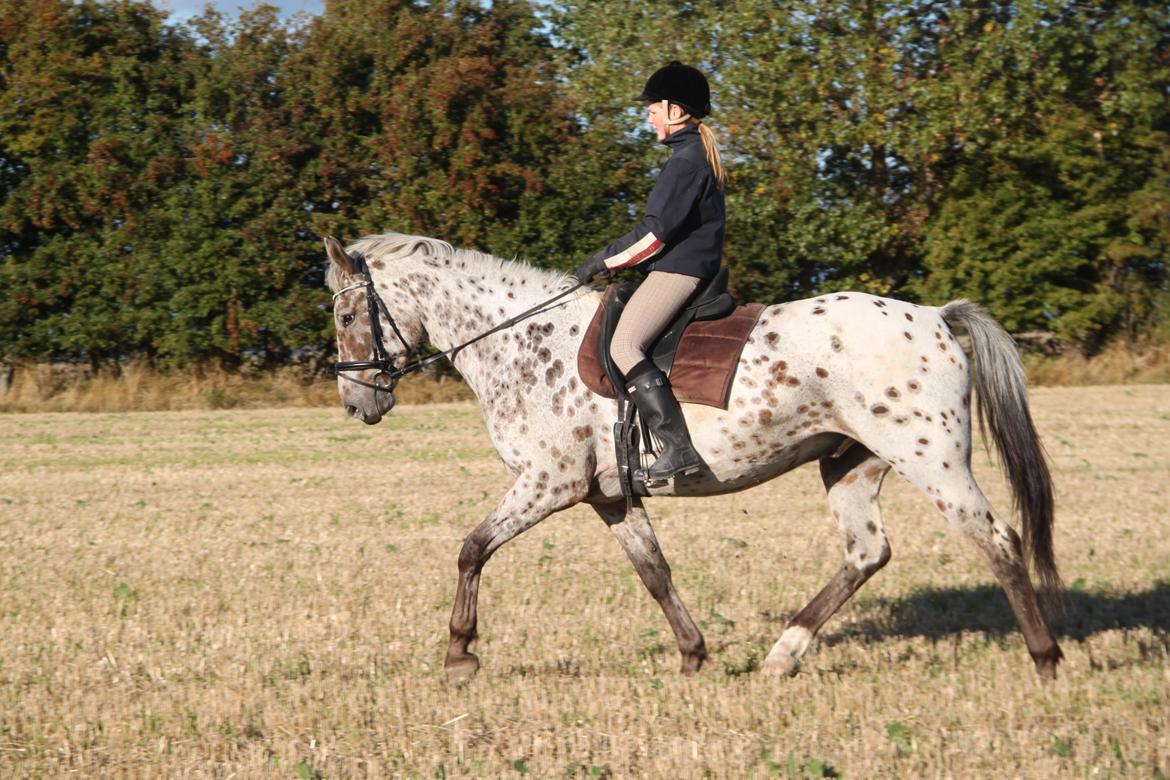 Alfred af Nyskoven - 1. oktober 2013 billede 14