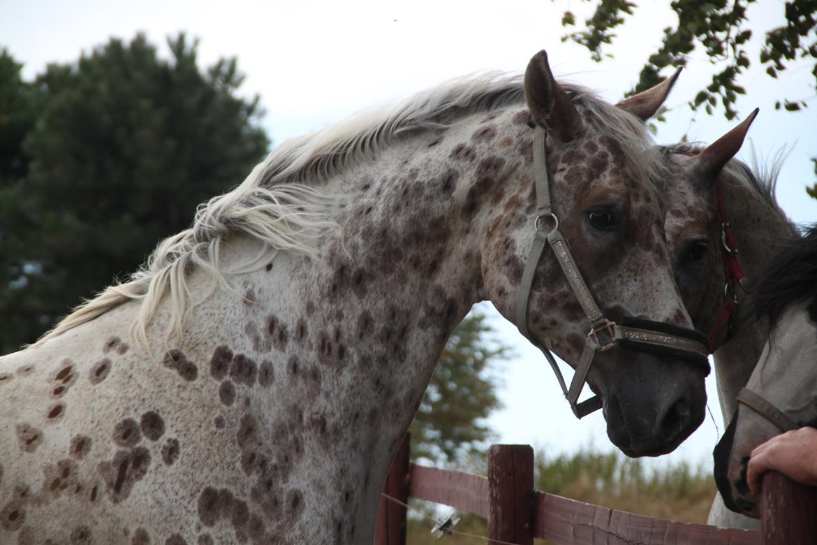 Alfred af Nyskoven - Alfred, ankomst 8. september 2013 billede 6
