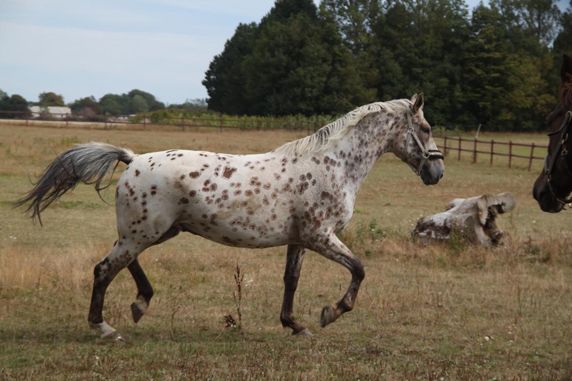 Alfred af Nyskoven - Alfred, ankomst 8. september 2013 billede 7
