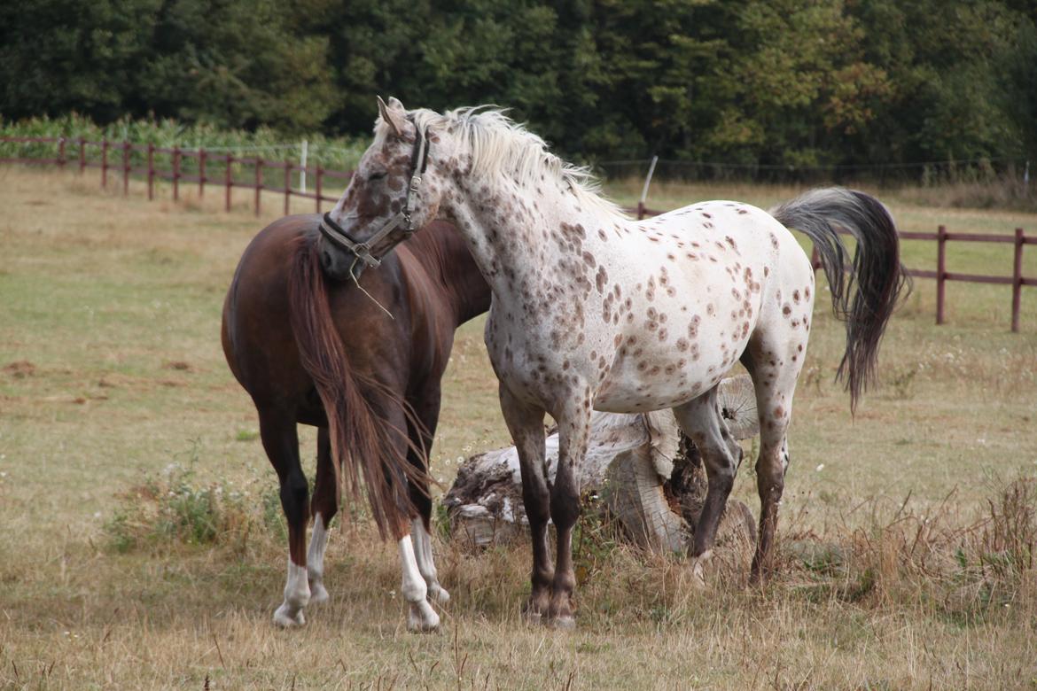 Alfred af Nyskoven - Alfred, ankomst 8. september 2013 billede 8