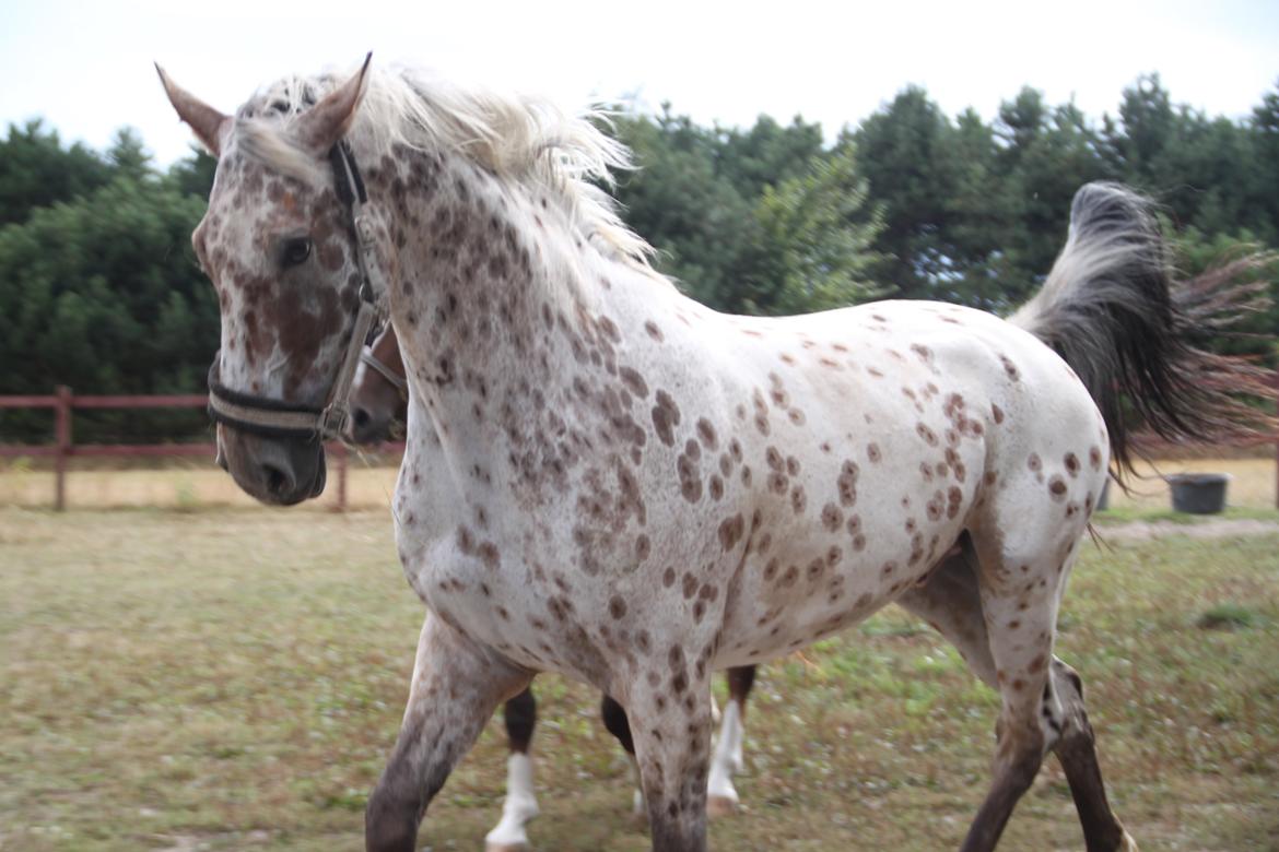 Alfred af Nyskoven - Alfred, ankomst 8. september 2013 billede 9