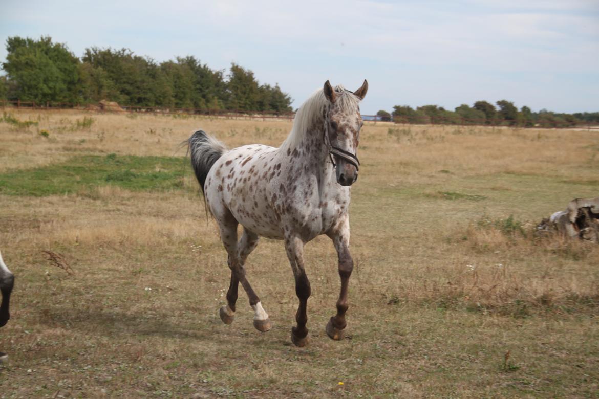 Alfred af Nyskoven - Alfred, ankomst 8. september 2013 billede 10