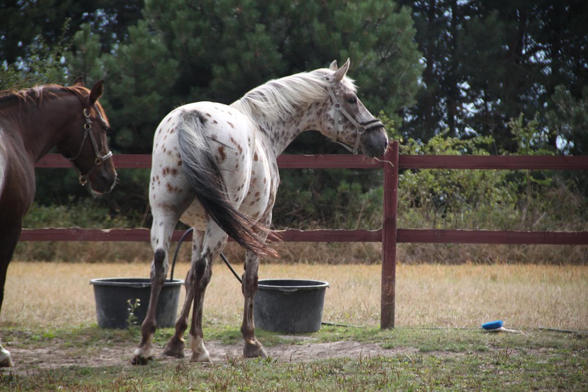 Alfred af Nyskoven - Alfred, ankomst 8. september 2013 billede 11
