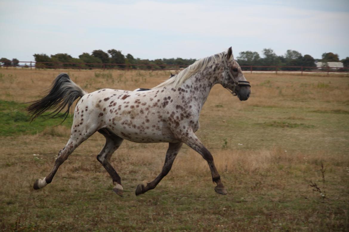 Alfred af Nyskoven - Alfred, ankomst 8. september 2013 billede 12