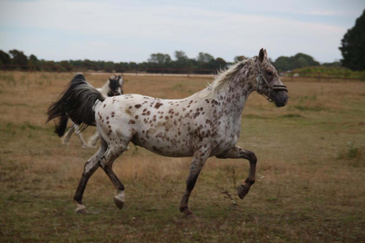 Alfred af Nyskoven - Alfred, ankomst 8. september 2013 billede 13