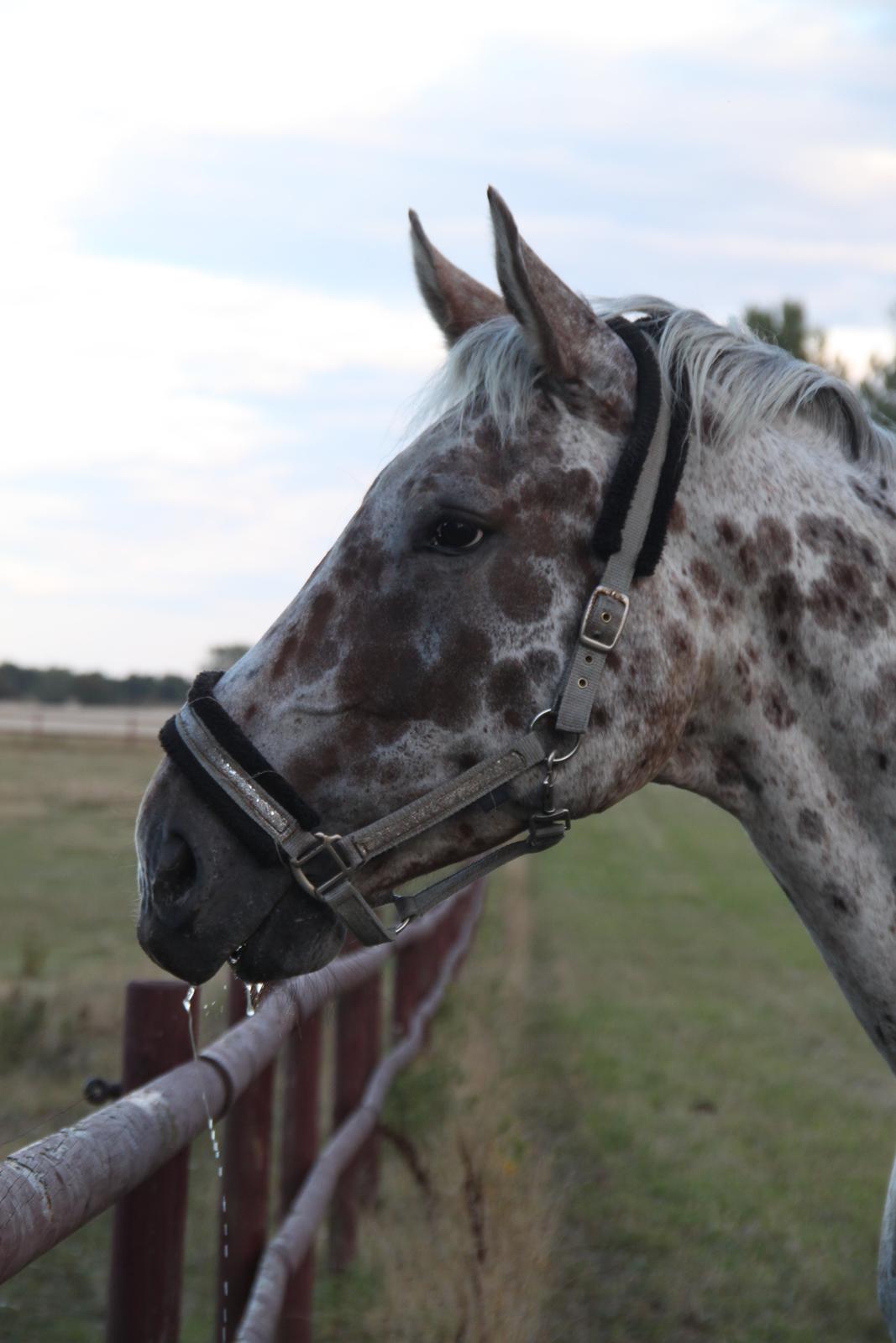 Alfred af Nyskoven billede 16