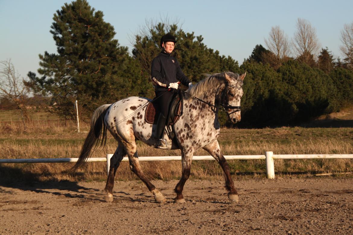 Alfred af Nyskoven - 12. marts 2014 billede 17