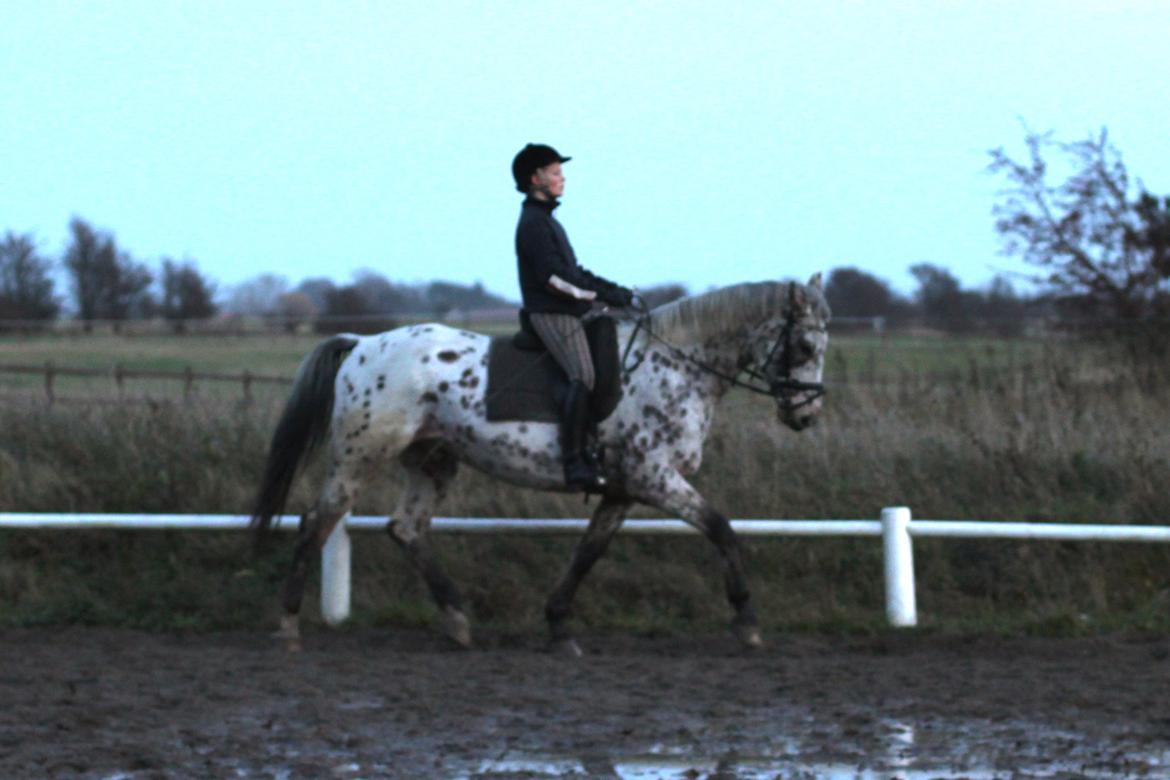 Alfred af Nyskoven - 17. november 2013 billede 15