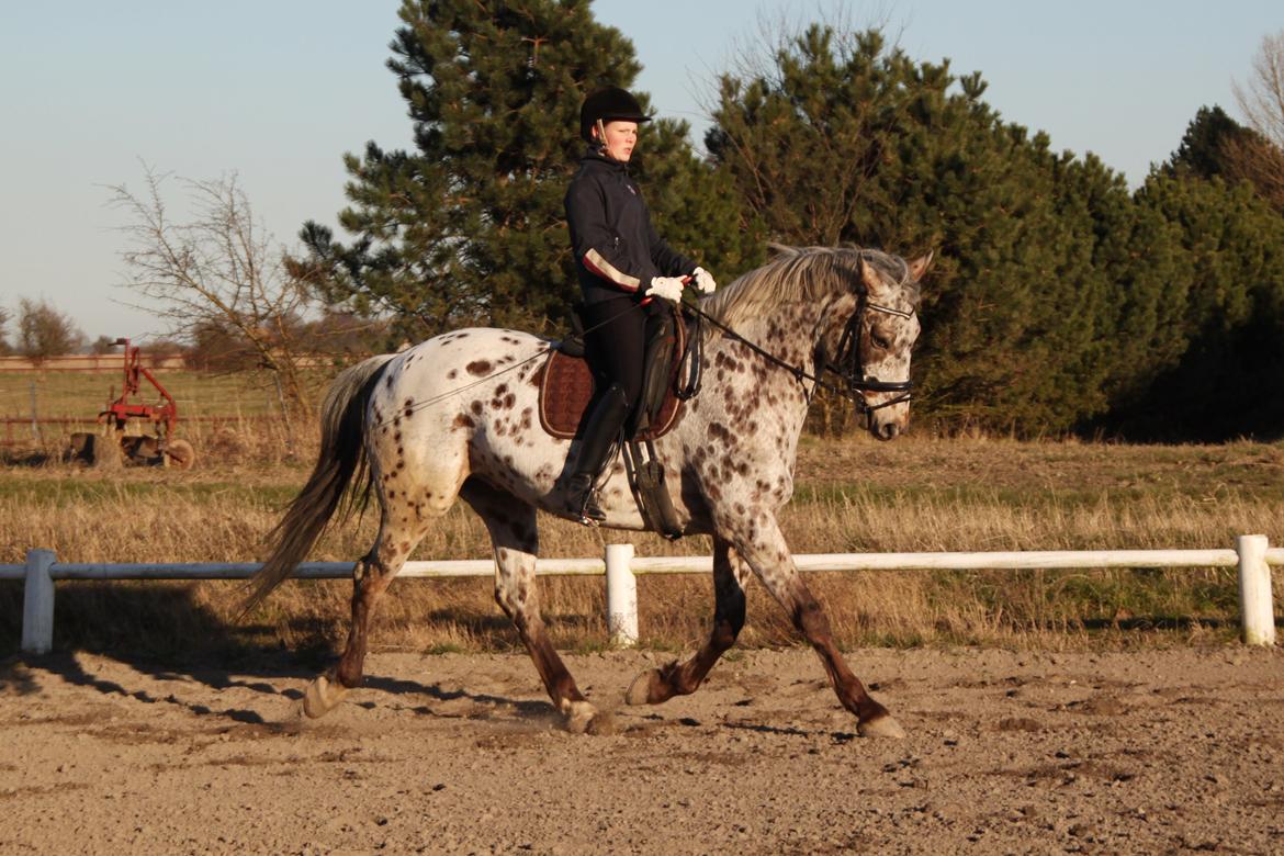 Alfred af Nyskoven - 12. marts 2014 billede 18