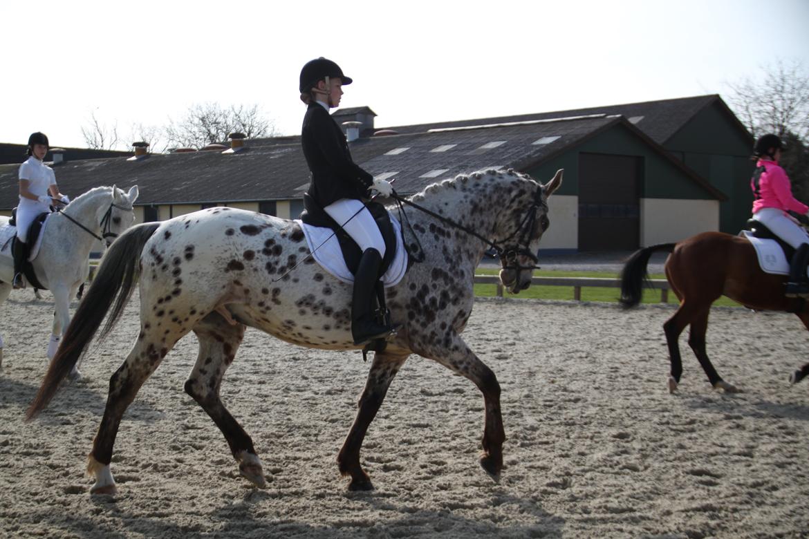 Alfred af Nyskoven billede 19