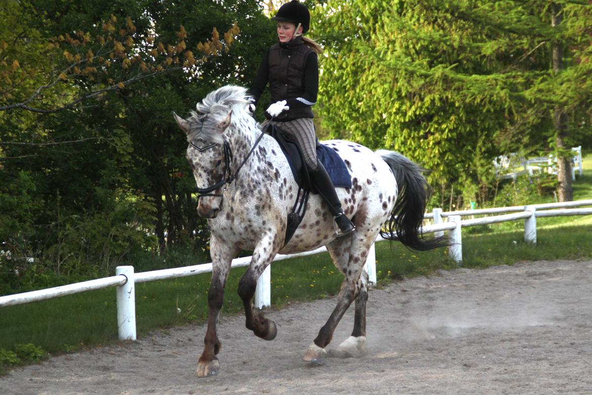 Alfred af Nyskoven - Alfred ridning 16. maj 2014 billede 20