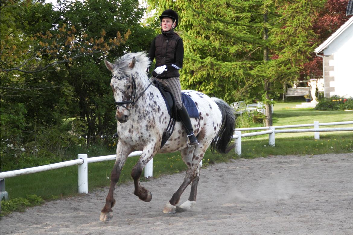 Alfred af Nyskoven - Alfred ridning 16. maj 2014 billede 21