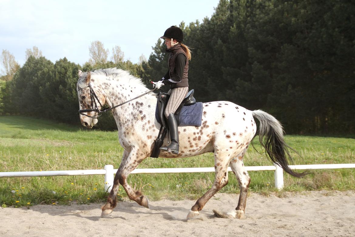 Alfred af Nyskoven - Alfred ridning 16. maj 2014 billede 1