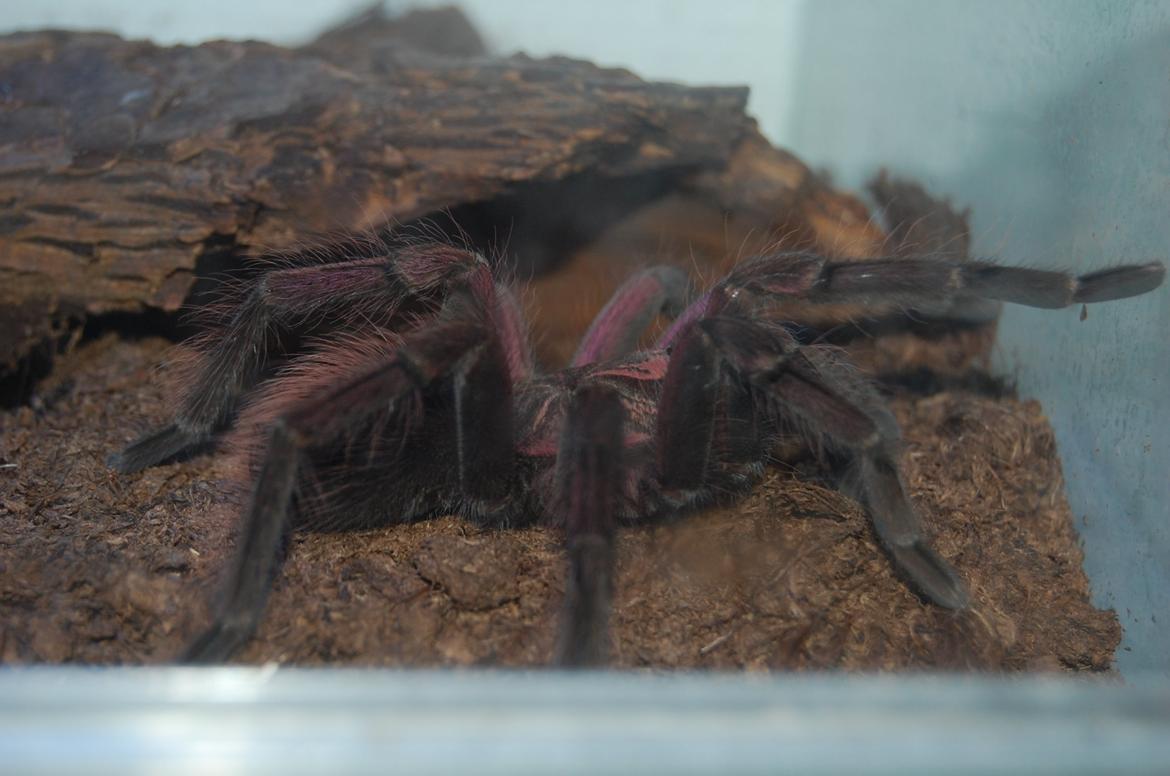 Frø Leptopelis vermiculatus og kop Pamphobeteus billede 9