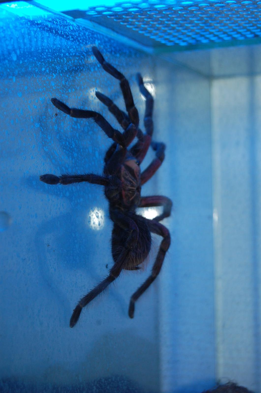 Frø Leptopelis vermiculatus og kop Pamphobeteus billede 10