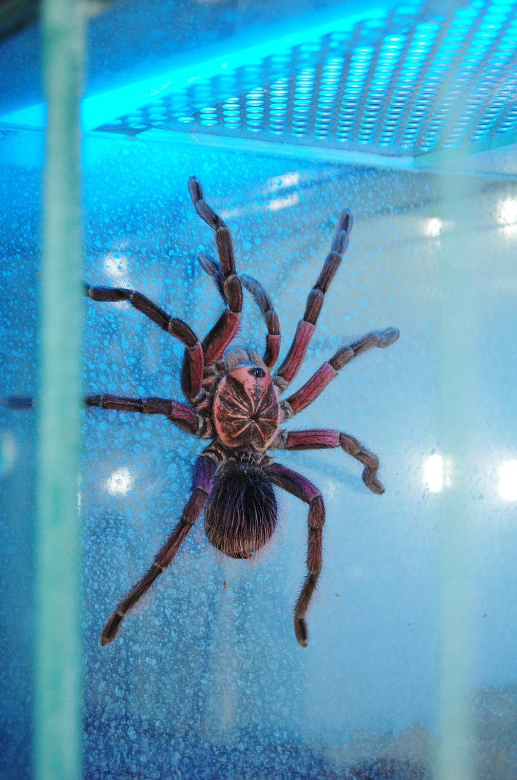 Frø Leptopelis vermiculatus og kop Pamphobeteus billede 11