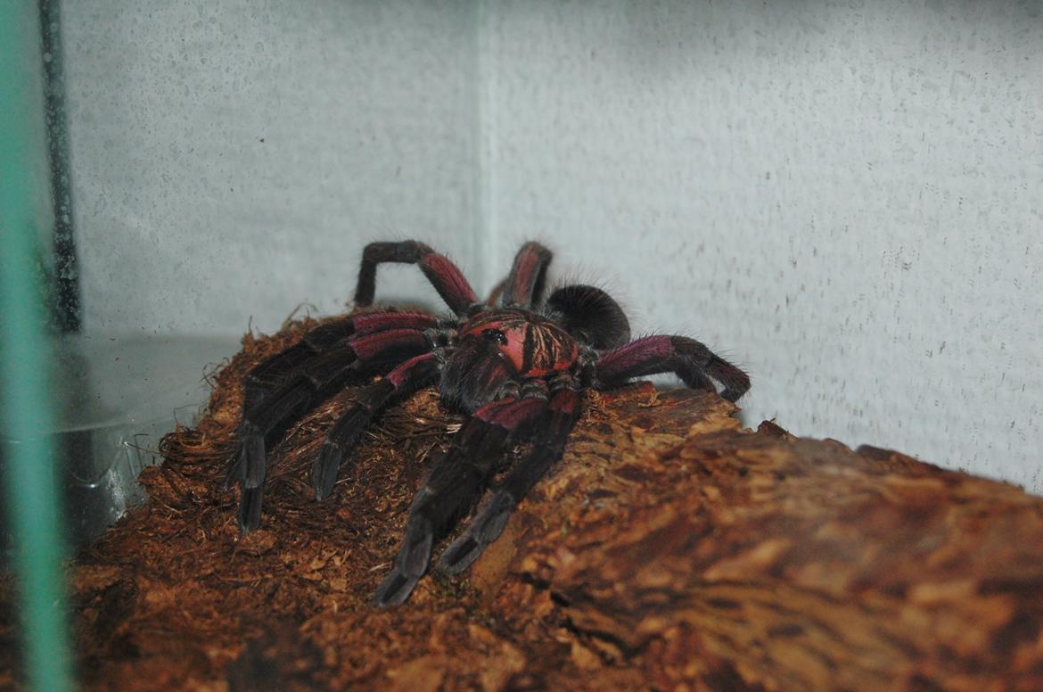 Frø Leptopelis vermiculatus og kop Pamphobeteus billede 13