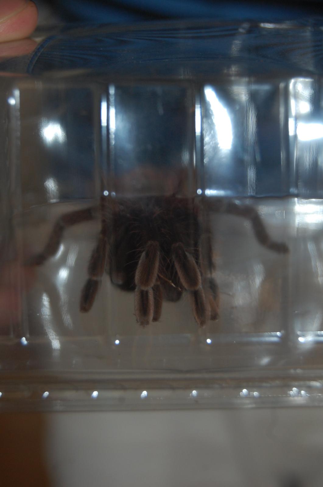 Frø Leptopelis vermiculatus og kop Pamphobeteus billede 14