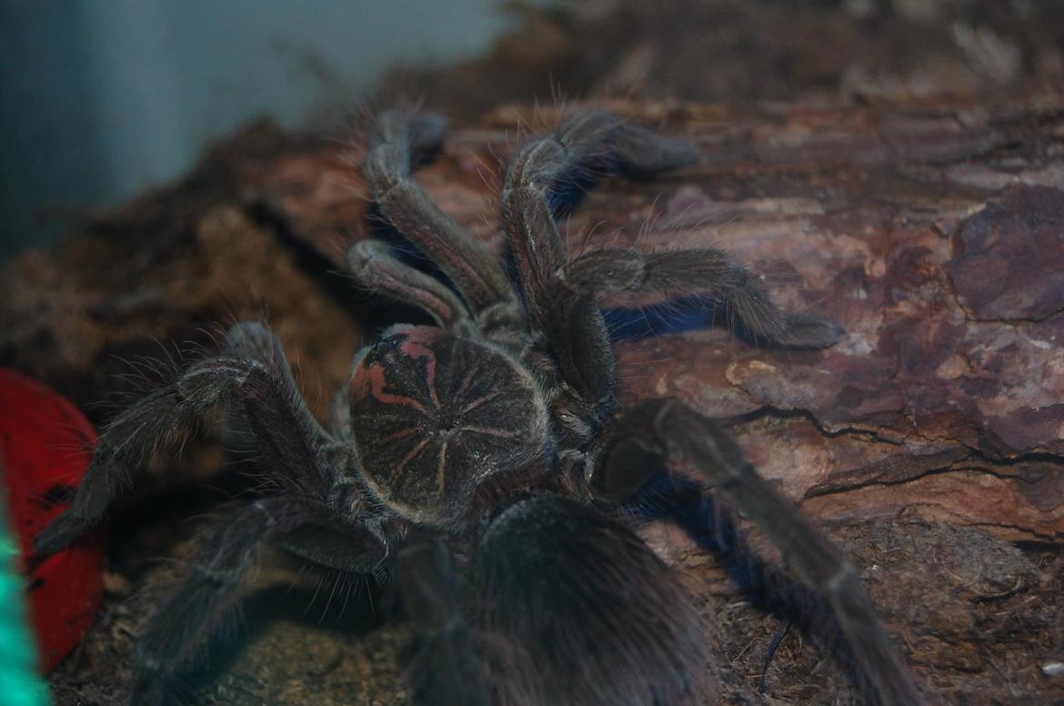 Frø Leptopelis vermiculatus og kop Pamphobeteus billede 12