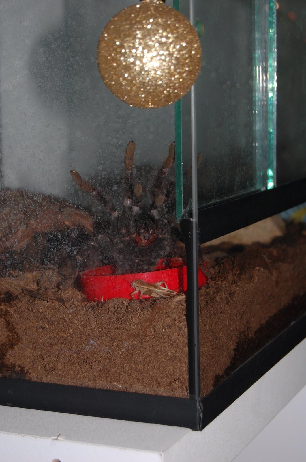 Frø Leptopelis vermiculatus og kop Pamphobeteus billede 15