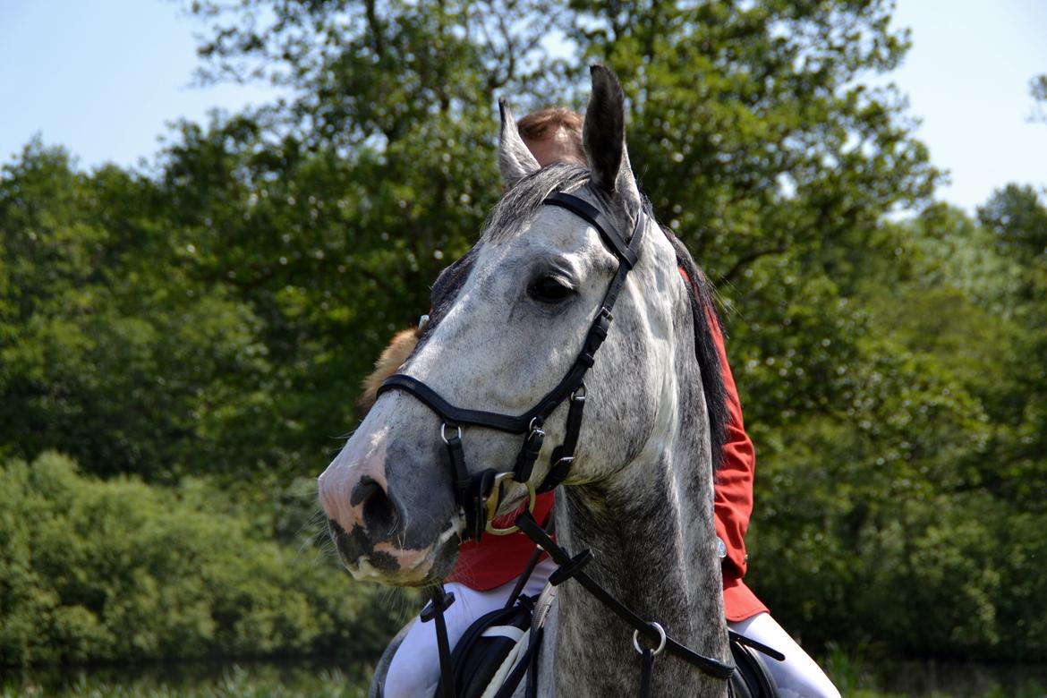 Jagt på Stald Friheden billede 82