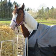 Fotoshoot med Malibu!;)