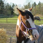 Fotoshoot med Malibu!;)