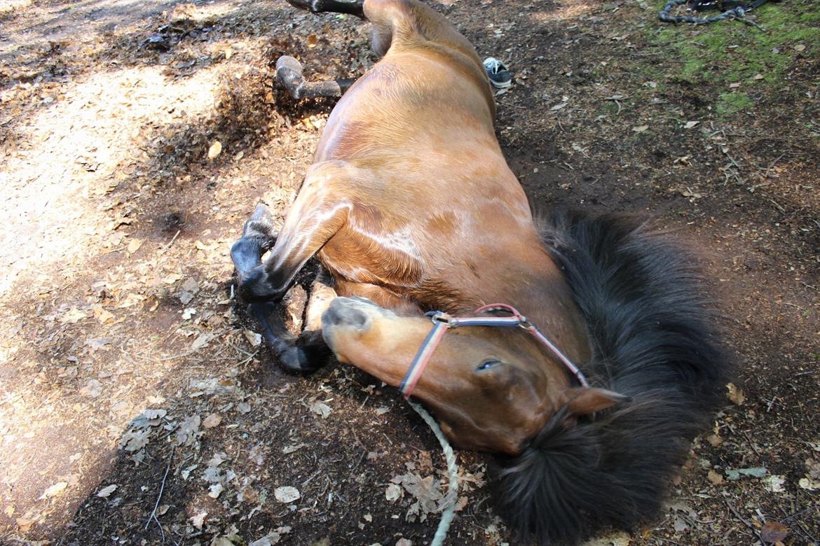 HNIE 13/14  billede 12