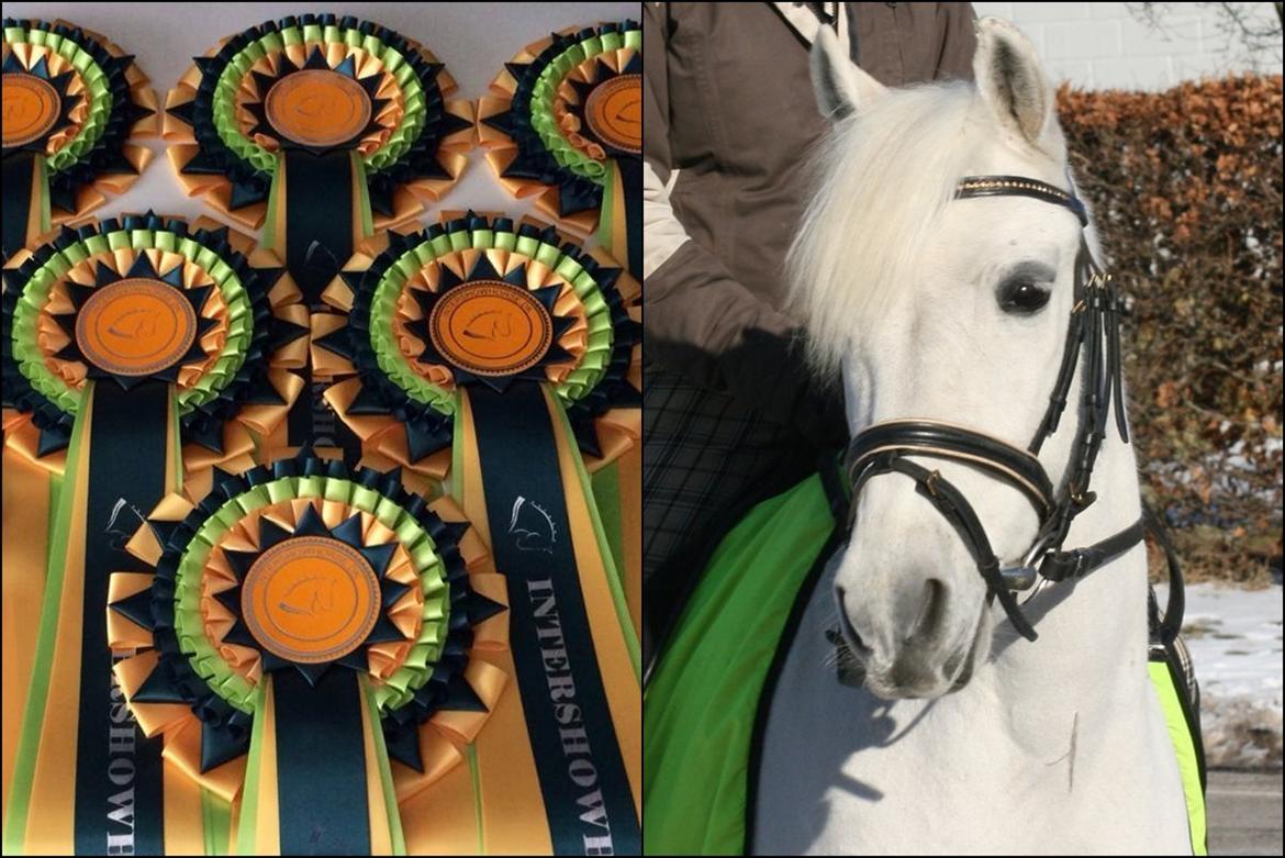 Mine Intershowhorse rosetter :-) - "Smukkeste senior" 8 plads med Stald Prima's Musty billede 8