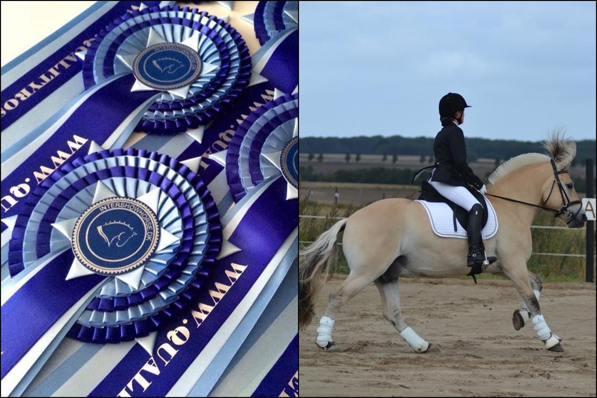 Mine Intershowhorse rosetter :-) - "Bedste stævnebillede" 10. plads med Højgaards Induc billede 9
