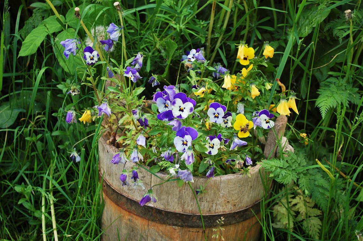 Sagnlandet Lejre billede 3