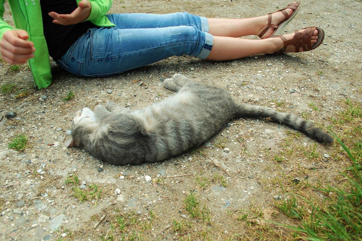 Sagnlandet Lejre billede 5