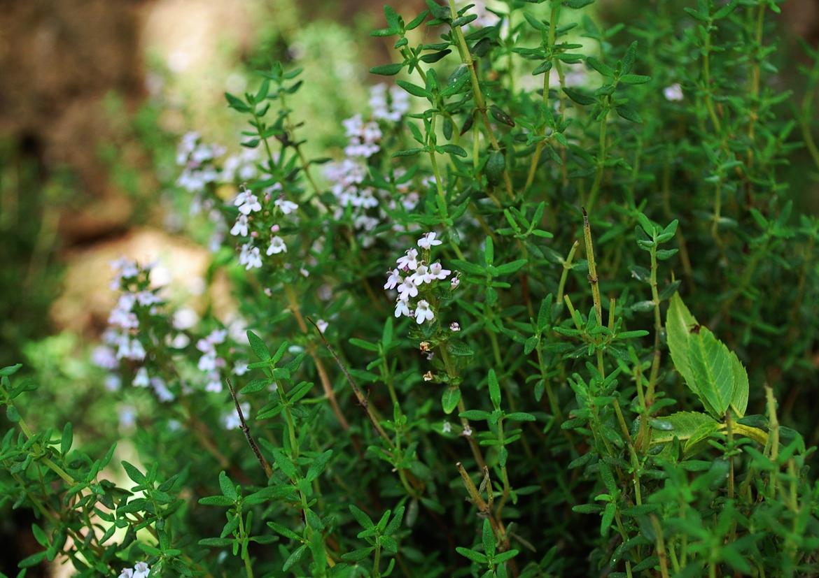 Sagnlandet Lejre billede 7