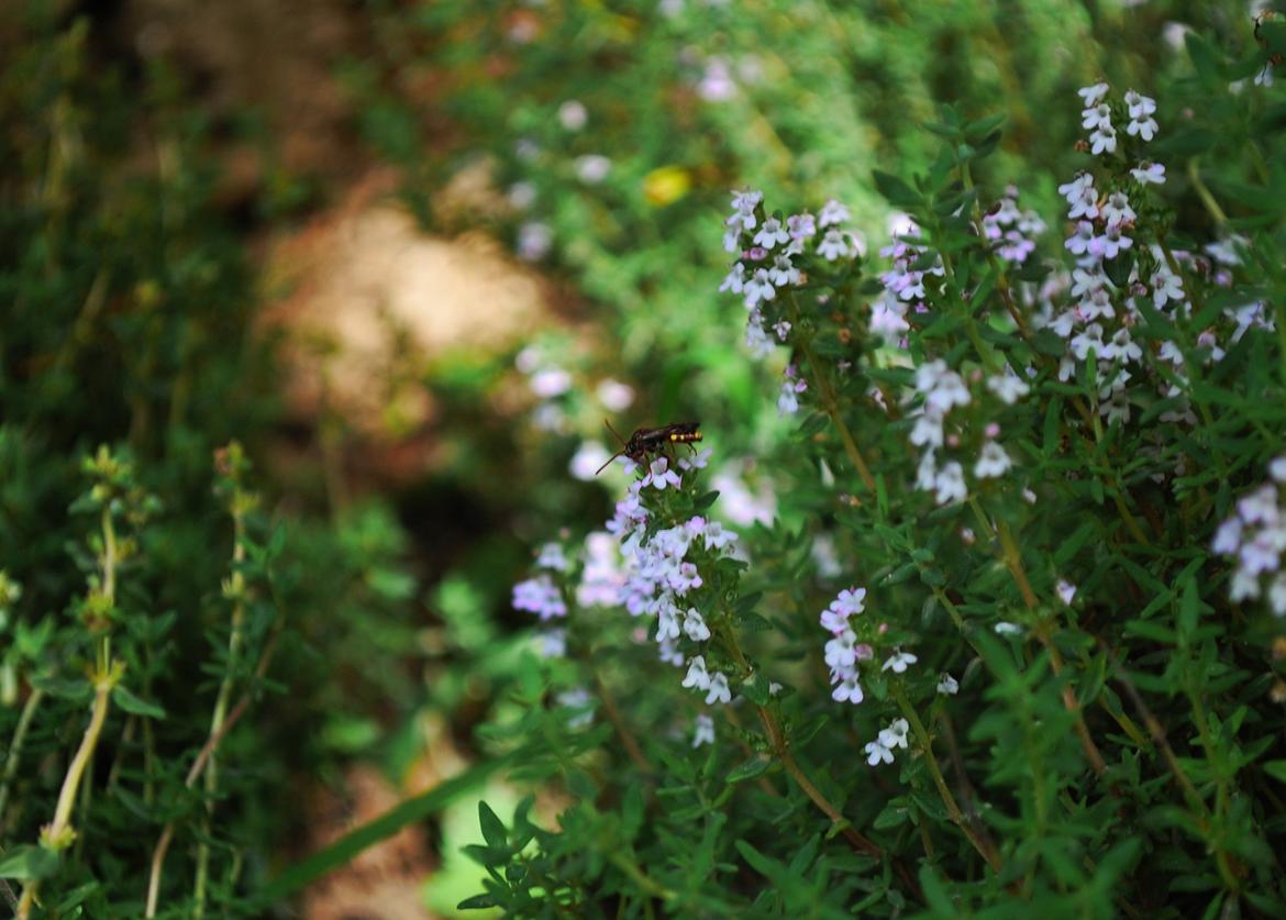 Sagnlandet Lejre billede 8