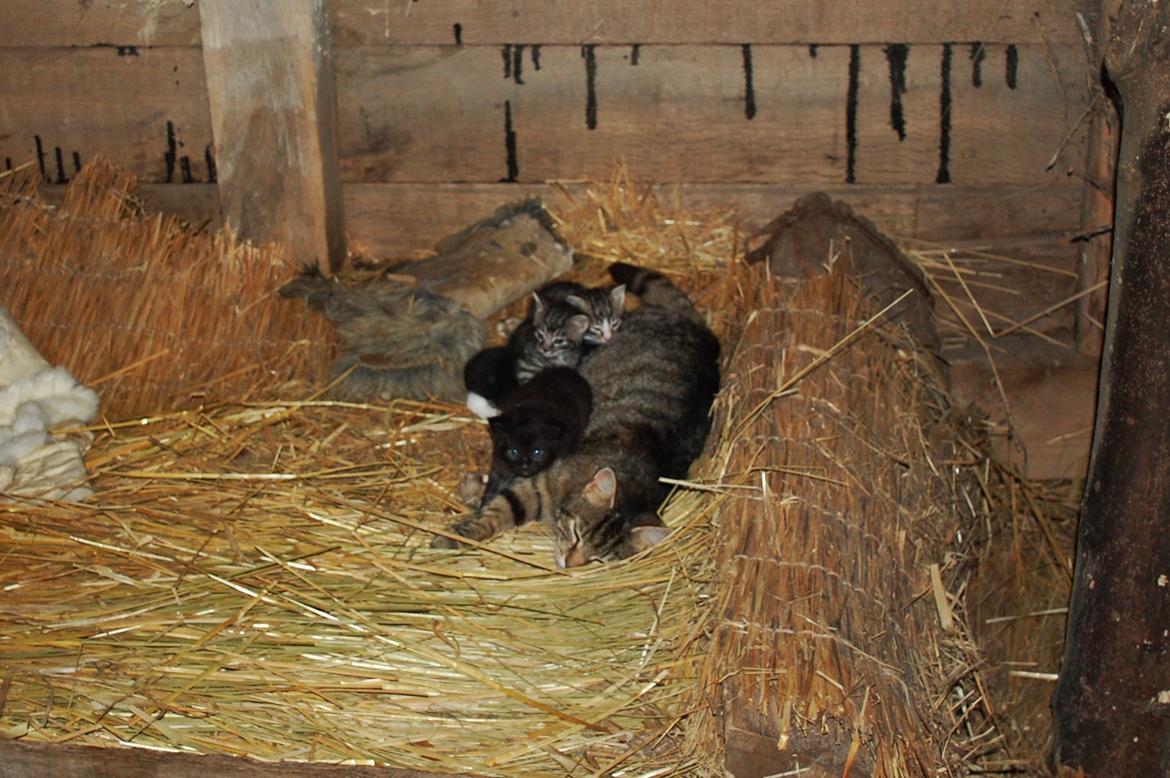 Sagnlandet Lejre - ikke det bedste billed men ville ikke forstyre dem for meget med blitz billede 10