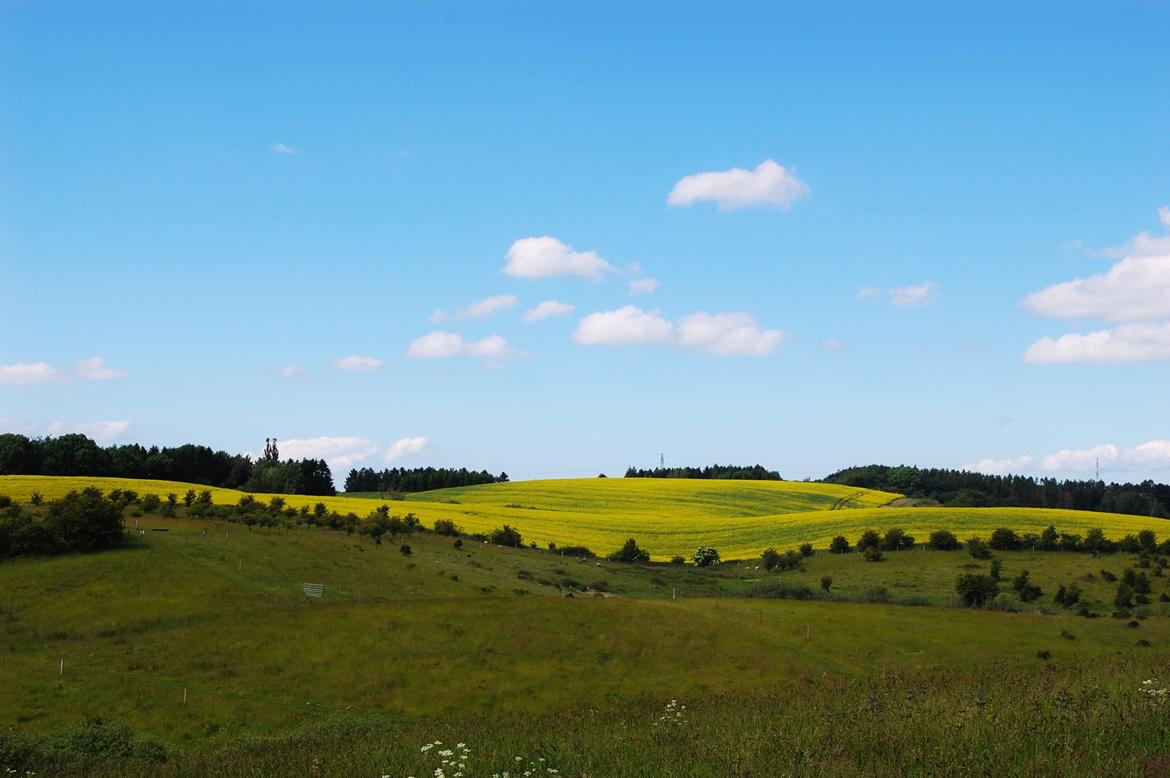 Sagnlandet Lejre billede 12