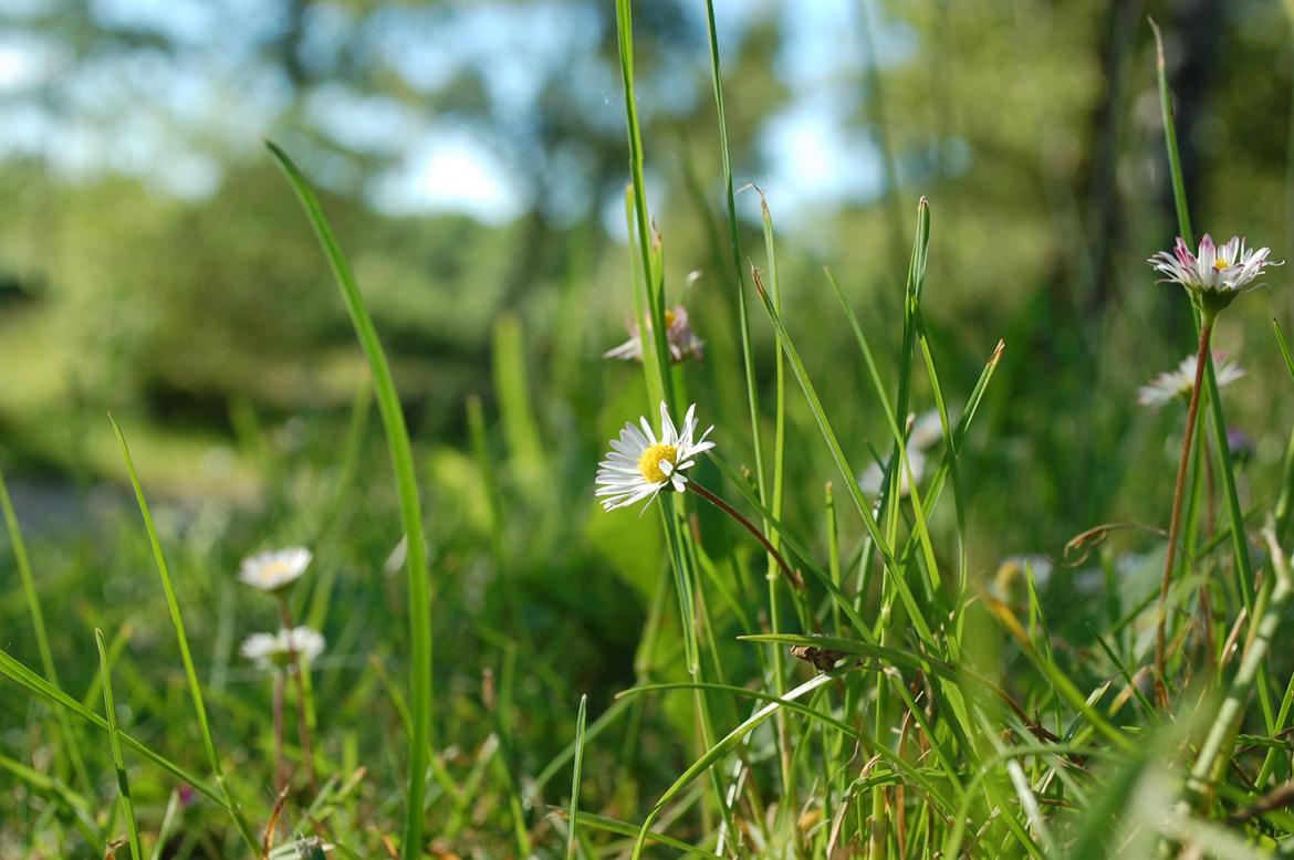 Sagnlandet Lejre billede 17