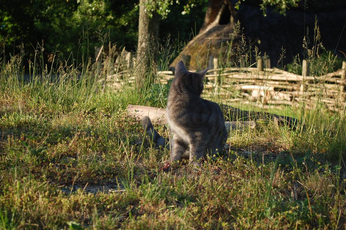 Sagnlandet Lejre - en af kattene billede 18