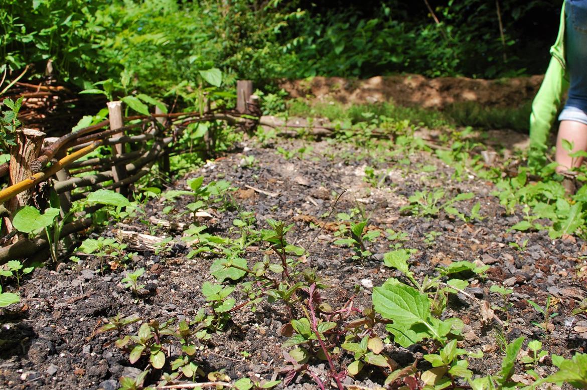 Sagnlandet Lejre billede 6