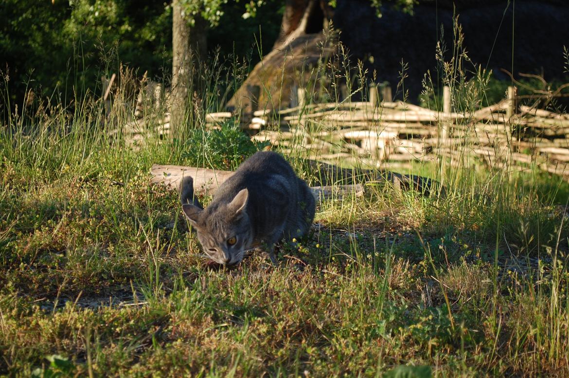 Sagnlandet Lejre billede 19