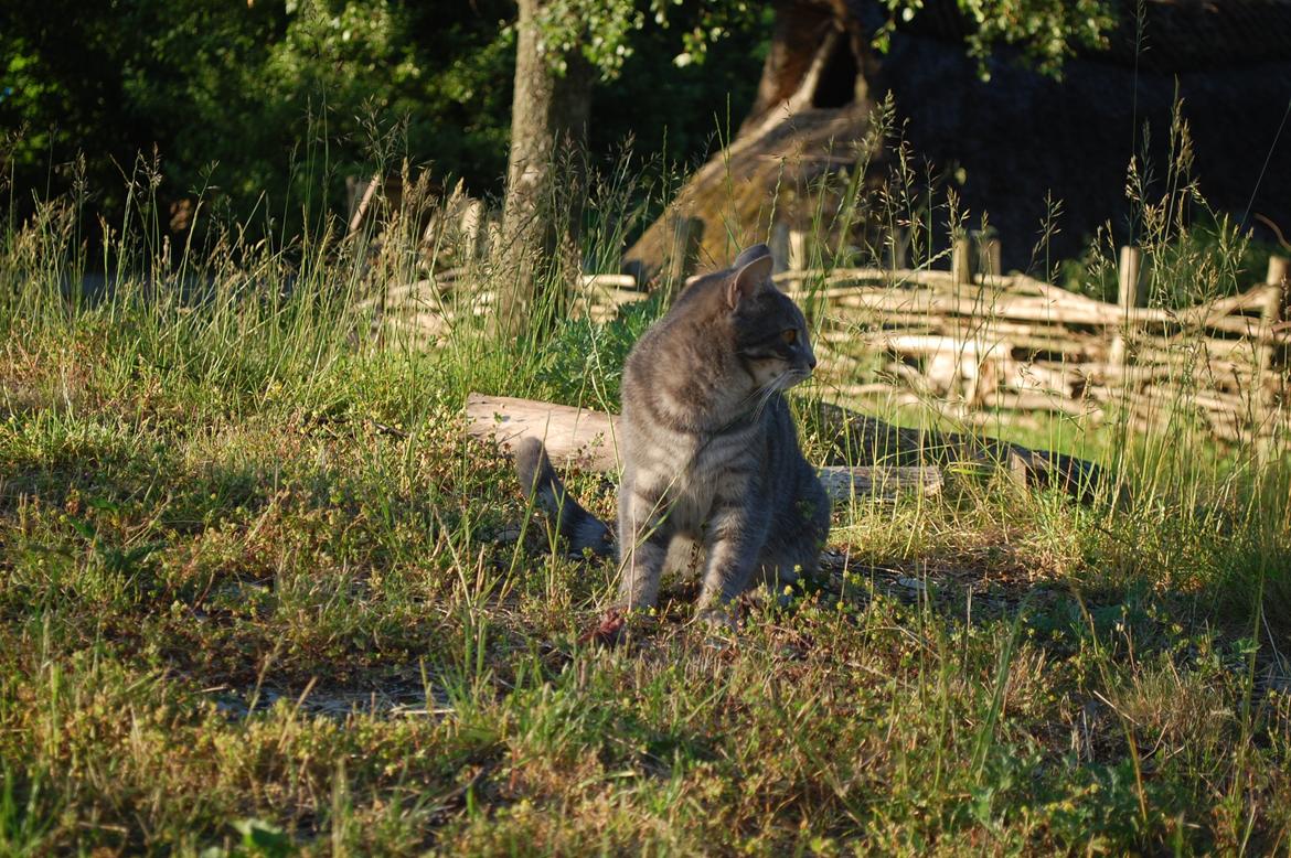 Sagnlandet Lejre billede 20